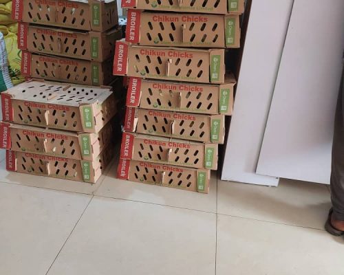 Chikun Day Old Chicks